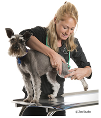 veterinarian checking a dog for arthritis